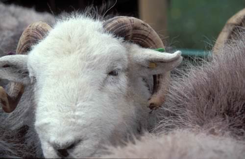Farm Images